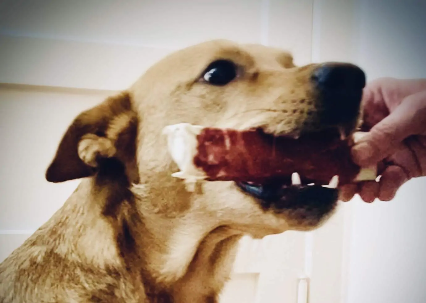 Die „richtige“ Ernährung für deinen Hund