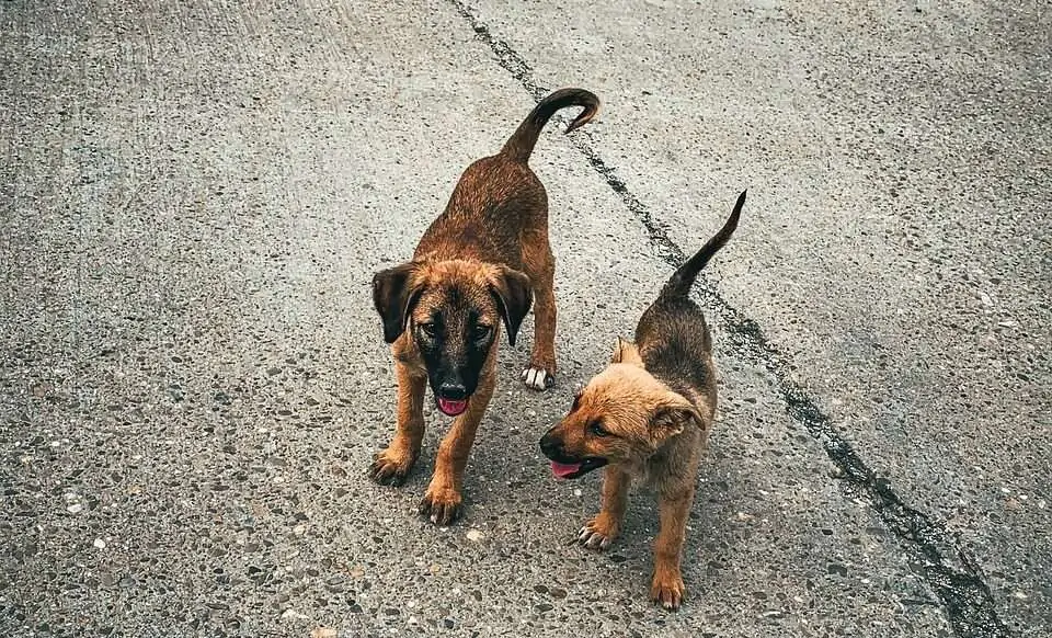 Ein Hund aus dem Tierschutz … die ersten Tage